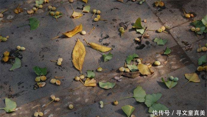  [果核]挂树上没人摘，一到秋天就发臭，却很多人抢着捡，一斤6元