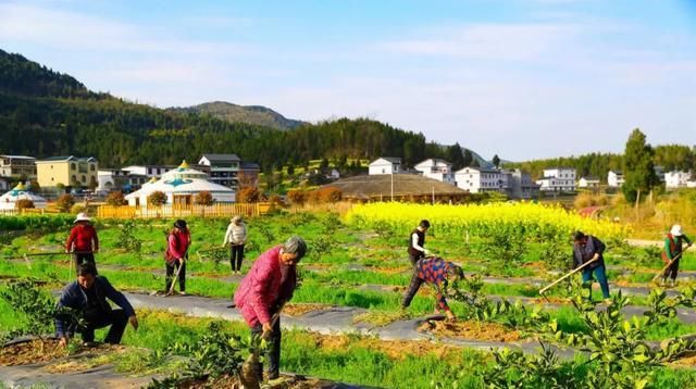  「田园」在乡下改造一个小院——天天都是乡村田园梦，生活如此惬意