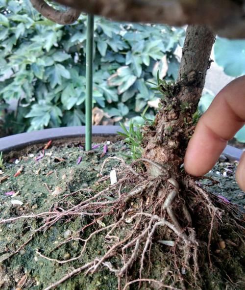  【草花】太阳花还是草花吗？大神居然把太阳花养成了花树，开花爆盆成花塔