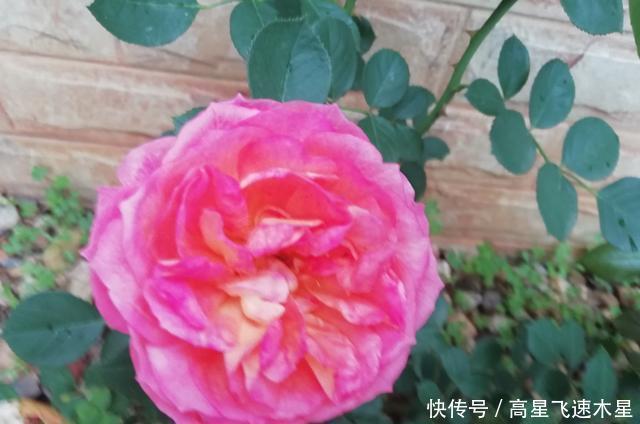 花香@月季花开,花香扑鼻!