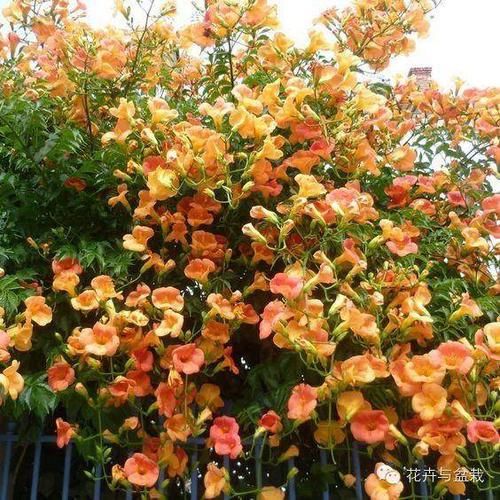  植物有哪些@养花多年的经验总结，爱花需要正确的养护知识