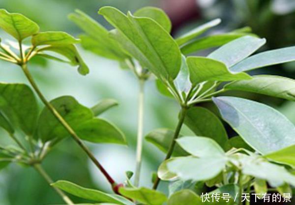 『家里』别管你有钱没钱,这些花卉家里必须有,远离医院,身体更健康!