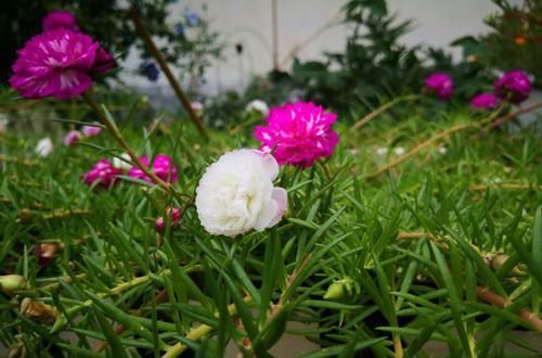  『绿植』网购的绿植总是没几天就黄叶?告诉你解决妙招，服盆快不黄叶