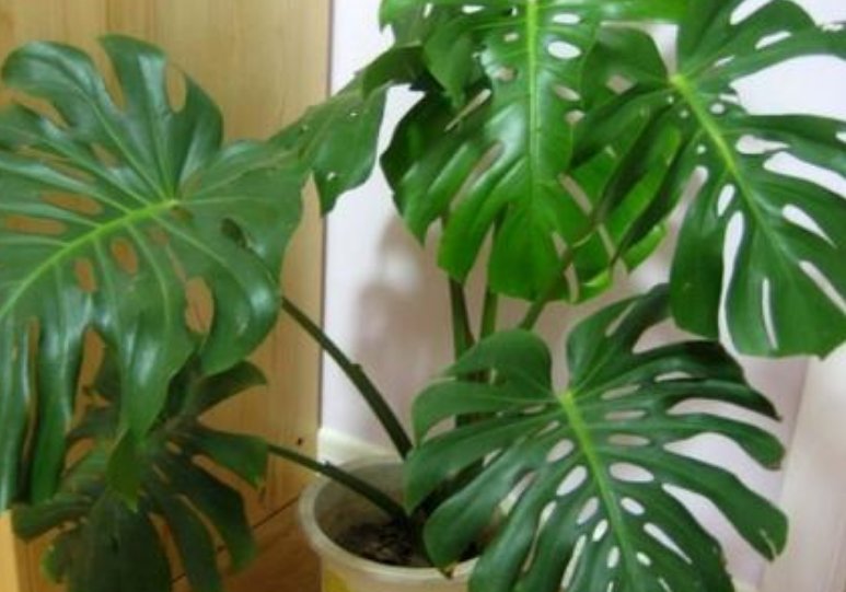  堪称：“4种植物”可以吸毒，堪称室内空气净化器，难怪有钱人全种了！