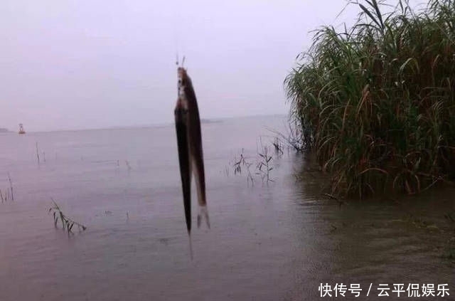不折不扣:垂钓长江边,不折不扣的当了回“白条杀手”