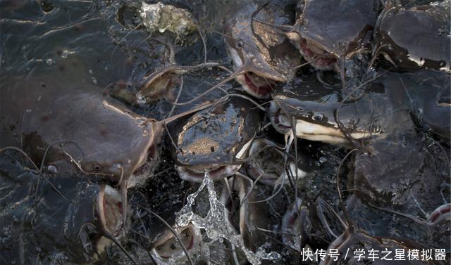  鲶鱼■鲶鱼如何好钓了解鲶鱼的习性，作钓鲶鱼不再难
