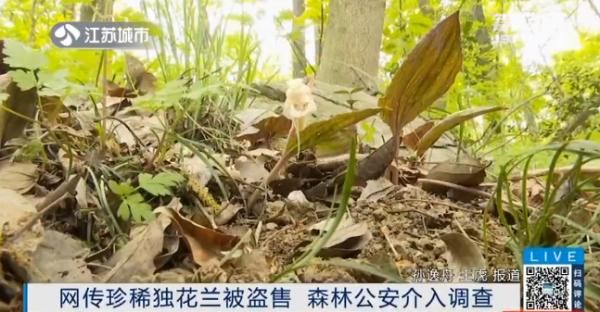坐不住■国家二级保护植物被公开售卖?植物爱好者坐不住了!