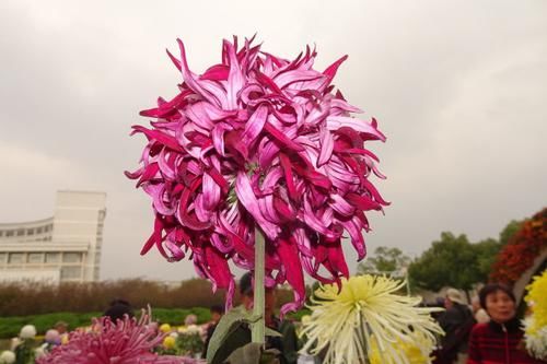 『寓意』喜欢菊花,就养盆“祝寿菊花 ”国华永寿菊,花型饱满,寓意好