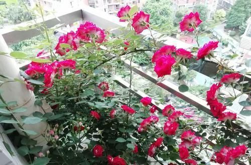  「玫瑰」喜欢菊花，不如养盆“精品玫瑰”黑魔术，花开色如黑墨，高贵典雅