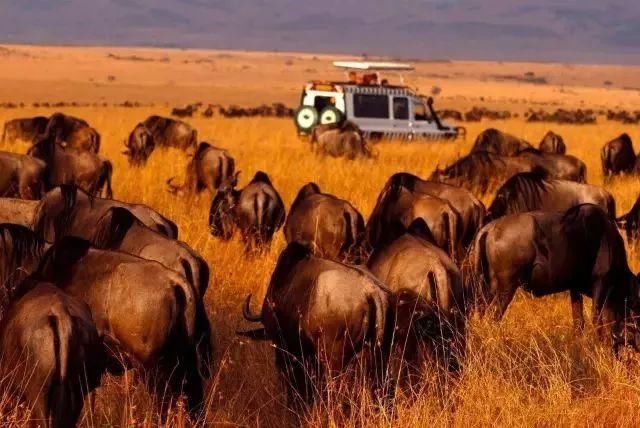 饱含了非洲、印度异域风情格调的音乐元素带你走进野蜂的世界之旅