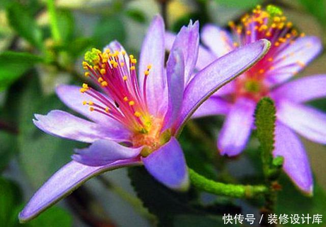 『水莲木喜欢』此花被称为“树上的睡莲”,养护好全年叶片常绿,四季开花