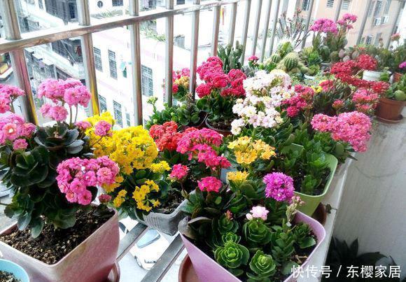 『寓意』客厅养花,首选“3种花”,个个寓意好,养一盆家兴财旺!