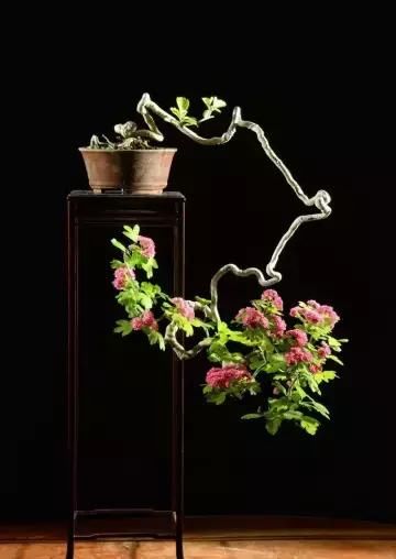 盆景展 ,美美美 !