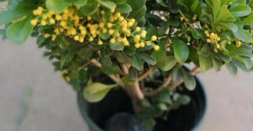  充足：怎么养好米兰花，光照与温度的调控该如何操作？来了解了解吧