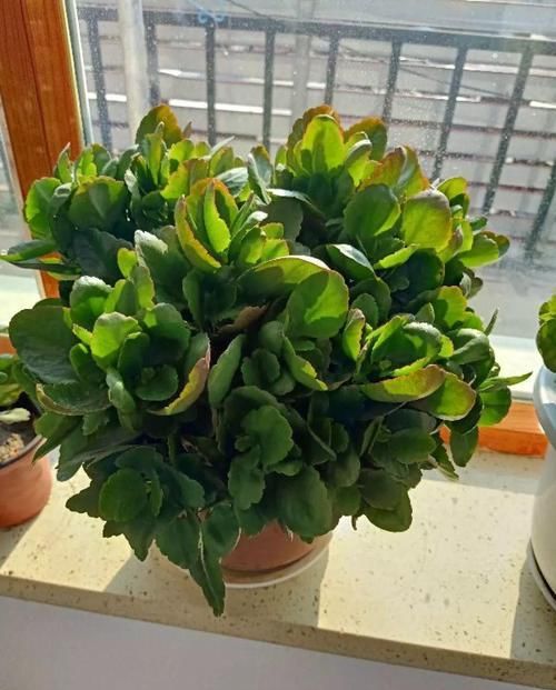  #长寿花#养花记住3个小技巧，茶花再难也能养好，开花多得不见叶！