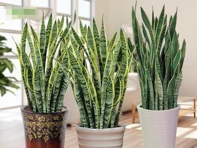  『养虎皮兰』这“2种”植物，再贵也要养，有“旺财”的美好寓意，富人都爱养