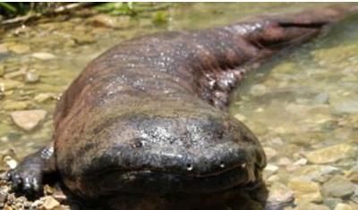  神兽：张家界的“守护神兽”，全世界最大的大鲵，现如今已经200