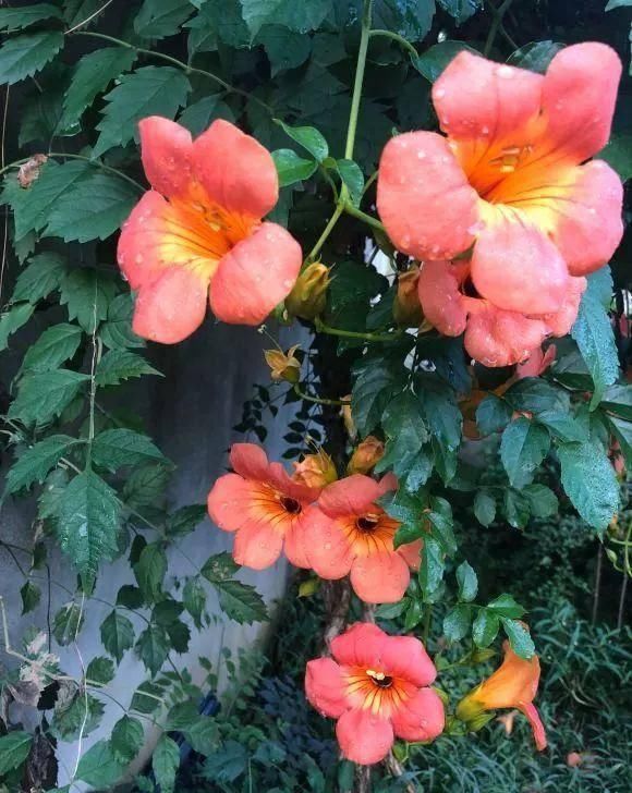  家里■家里养这几种爬藤植物，整面墙全是花