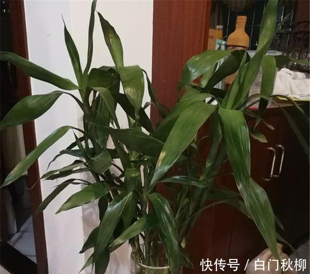 『新叶』养铜钱草富贵竹,注意3细节,新叶蹭蹭蹿,叶片绿流油,长超旺!