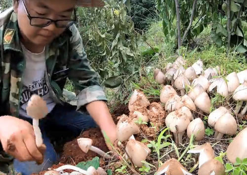 云南小伙发现一个鸡枞菌窝,一口气挖了100朵,这收获可真不少！