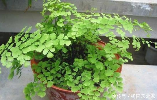  #室内#4种耐阴花，就喜欢见“弱光”，好养又好看，最适合在室内养