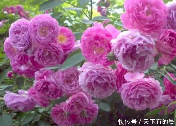 一年四季|三种花是“”,一年四季开不停,1盆开出300朵,漂亮养眼