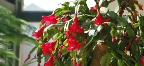  『种植物』这“7种花”，开花艳丽还好养，放着不管都能活，超级容易！
