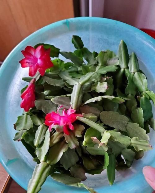  「图片作者」过完年，这花赶紧修剪、扦插，还能再开一茬！