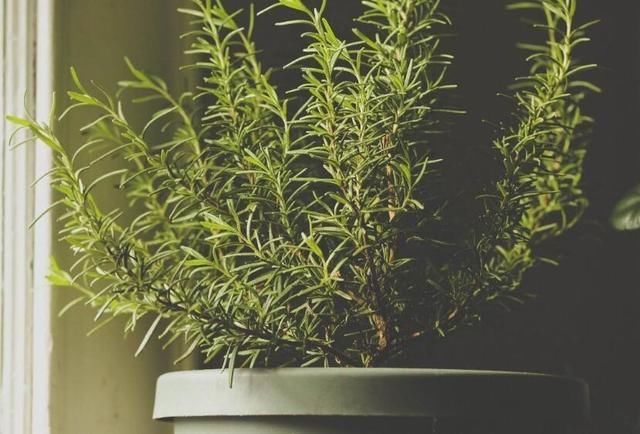 螨虫”肆虐让人顶着满脸痘痘怎么办？学会这些方法就能除螨祛痘！