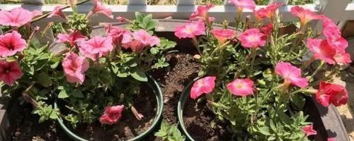 「高温」这“2种”花,高温天也能“花开不断”,让你整个夏天都有花可赏