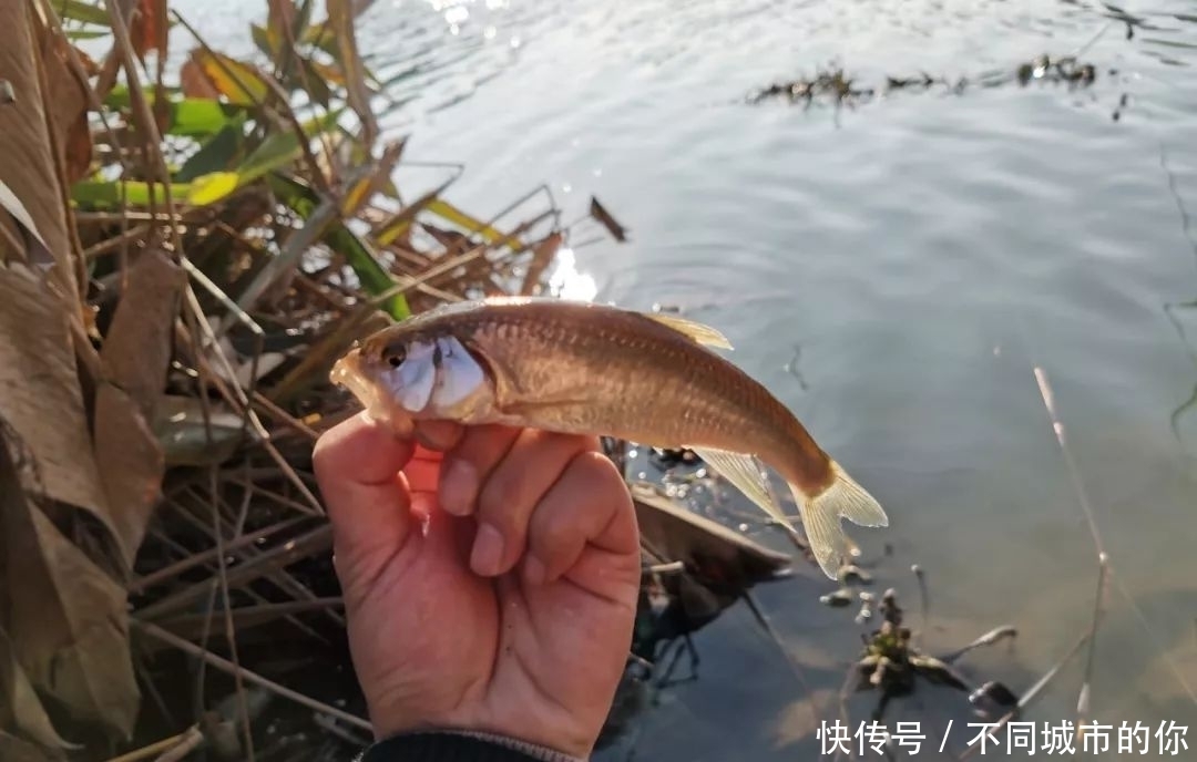 地方肯定:野河鱼少,更不要扎堆垂钓,找个安静角落才有可能上鱼!