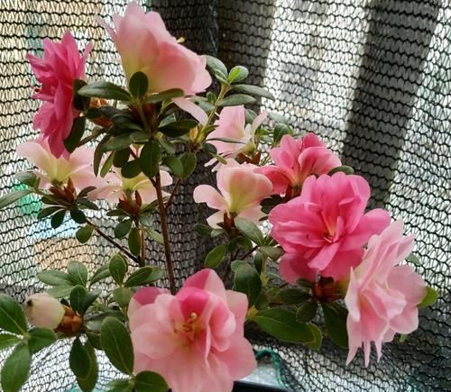  『晒伤』怎样判断杜鹃花黄叶掉叶是被强光暴晒造成的？晒伤的杜鹃花怎么办