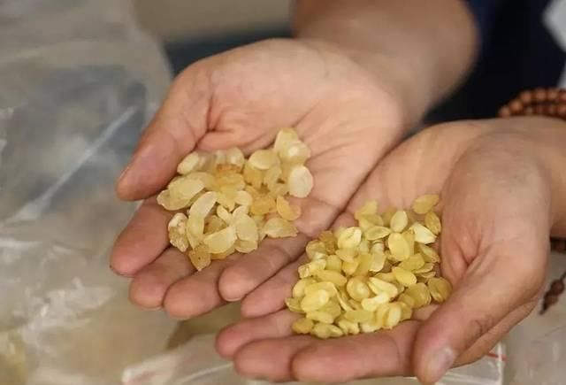  古代的时■这树满身是刺，果实是古代皇室贡品，如今百元一斤成稀罕货