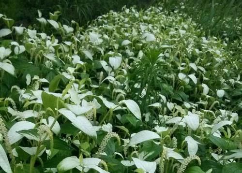 河边这野草，人称“脚气草”，作用不小，要是遇见别再当杂草了
