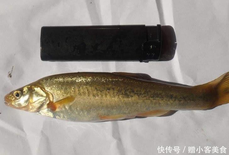 农村河里少见3类鱼，是天然“水质检测机”，图2淡水中的石斑鱼