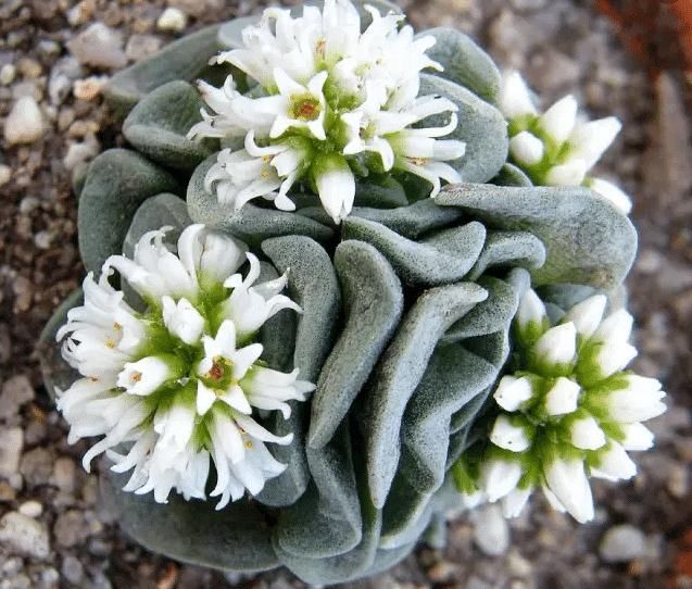 多肉花败就会死？家养多肉开花了，该不该剪掉？