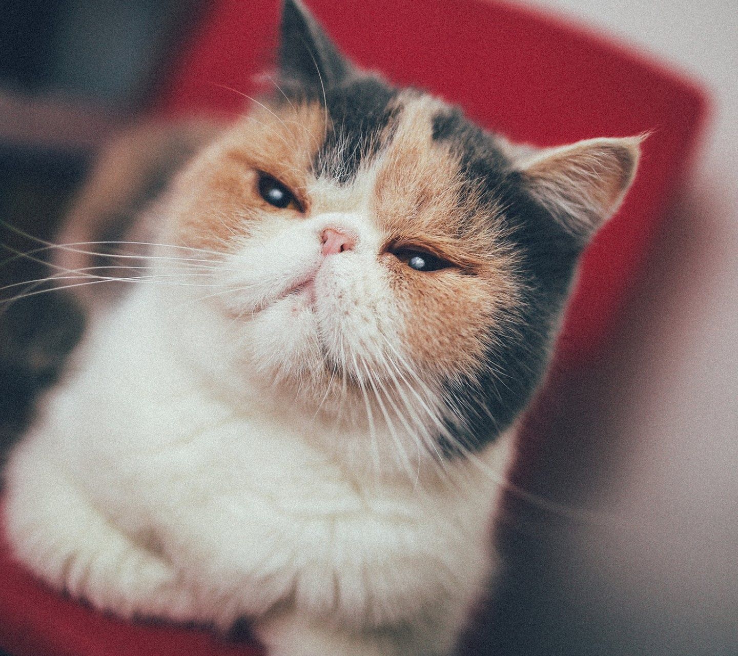  「把猫咪」养宠经验：猫由于耳螨造成的泪痕吗