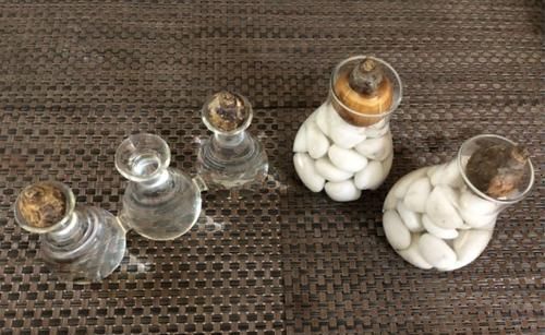  『水培养护』在家里用风信子的鳞茎水培养开花，在玻璃瓶里加点清水就行了