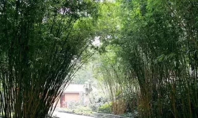 农村房前屋后种树禁忌多，农民：多种这8种树木，知道为什么？