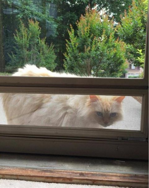 养了15年的爱猫离世,主人伤心欲绝,邻居猫咪跑