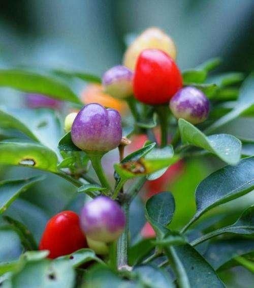  西红柿：这几种蔬菜，种在花盆里，一年四季吃不完的菜，真好