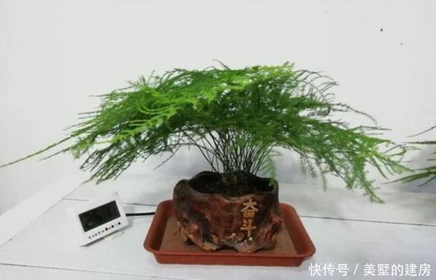  『拥有』这种“杀菌花”，家里摆一盆，养眼还养人，家人身体好，值得拥有