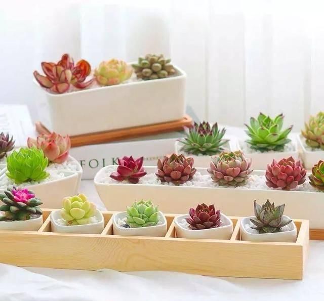  反而■5种花要“穷养”，小花盆，少浇水，反而越长越好