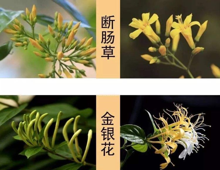  乃是：这个草乃是“断肠草”有剧毒，方圆10米内的植物别吃，注意辨别！