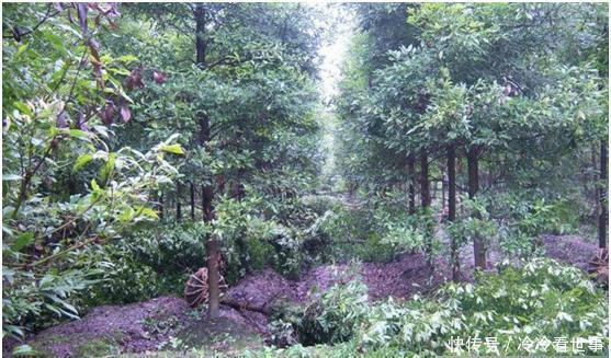  小苗@大家都知道金丝楠木非常贵，但是没想到树苗这么便宜！