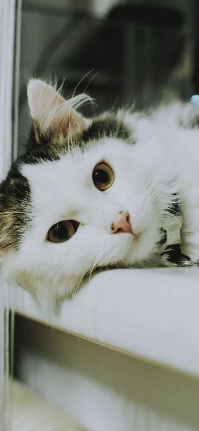  『星球』80张超可爱的猫咪壁纸丨我来自喵星球，来地球只是为了遇见你