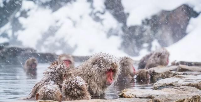 日本推荐！冬季一定不能错过的雪天绝景