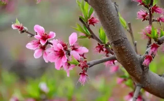 满园桃花开，宛若仙境，醉人之美！