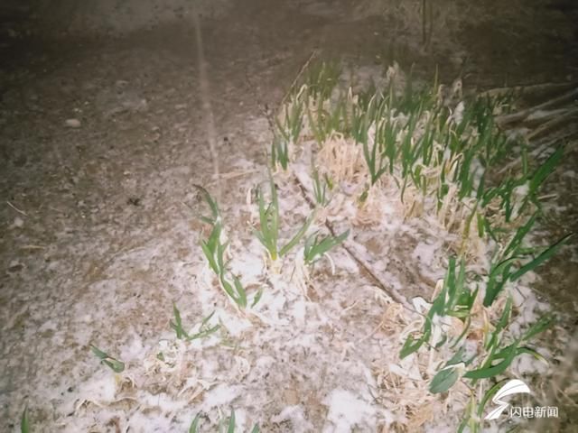  点左右@22条预警！山东多地迎来雨夹雪！济南这里的雪最大