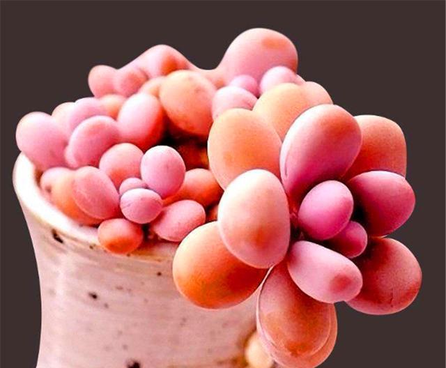 【盆中】叶插多肉通用方法，做好这“4步”，盆中加点料，新手也能插成功